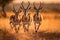 Graceful Gazelles Across The Savannah