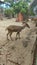 Graceful Gazelles : Exploring the Enchanting World of Deer at the Wildlife Park