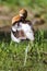 Graceful, Gentle and Beautiful. The American Avocet