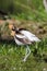 Graceful, Gentle and Beautiful. The American Avocet