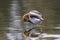 Graceful, Gentle and Beautiful. The American Avocet