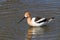 Graceful, Gentle and Beautiful. The American Avocet