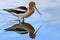 Graceful, Gentle and Beautiful. The American Avocet