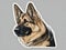 Graceful German Shepherds: Vector Contour Stickers with White Background