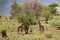 Graceful Giant: Giraffe Standing Tall on the Kenyan Tsavo East Savannah