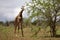 Graceful Giant: Giraffe Standing Tall on the Kenyan Tsavo East Savannah