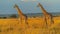 Graceful Giants of the African Savannah: Majestic Giraffes in their Natural Habitat