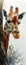 Graceful Giants: A Giraffe\\\'s Encounter with a Tree and a Bashful