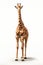 Graceful Giants: A Playful Portrait of a Giraffe in a White Room