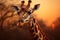 Graceful giraffe against the African sunset, its long neck elegantly extended, with the warm hues of the sky and the silhouette of