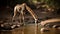 A graceful giraffe bending down to drink from a river created with Generative AI