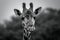 Graceful giraffe captured in a captivating moment through grayscale photography