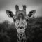 Graceful giraffe captured in a captivating moment through grayscale photography