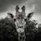 Graceful giraffe captured in a captivating moment through grayscale photography