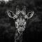 Graceful giraffe captured in a captivating moment through grayscale photography