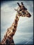 Graceful Giraffe Portrait