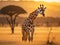 Graceful giraffe roaming the savannah at sunrise