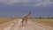 A graceful giraffe slowly crosses a dirt road in the savannah