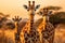 Graceful Giraffes Roaming the African Plains at Sunset
