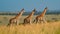 Graceful giraffes roaming the african savanna at sunset. wildlife in natural habitat. serene nature scene capturing