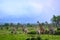 Graceful Girrafes moving across the savannah