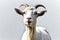 Graceful Goat on a White Transparent Background - Copy Space for Text