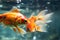 Graceful Goldfish: Mesmerizing Underwater Ballet in the Aquarium.