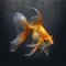 Graceful Goldfish Swimming in a Serene Gray Background for Your Aquarium Needs.