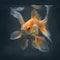 Graceful Goldfish Swimming in a Serene Gray Background for Your Aquarium Needs.