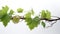Graceful Grapevine: Stock Photo of Vine Plant Branch with Tendrils