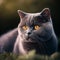 Graceful Gray British Shorthaired Cat