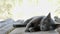 Graceful gray cat lies on a wooden board