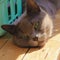 Graceful gray cat lounges in a sunlit room, captivating green gaze