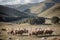 Graceful Grazers Witnessing the Beauty of a Highlands Sheep Herd.AI Generated