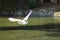 A graceful great white heron bird in flight over lush green lake water