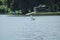 A graceful great white heron bird in flight over lush green lake water