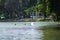 A graceful great white heron bird in flight over lush green lake water