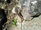 Graceful green lizard predator basks on rock in sun.