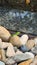 Graceful Green Lizard Resting on Rocky Perch