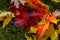 Graceful green, yellow and red leaves of Acer saccharinum on the green grass.