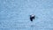 A graceful grey heron flying low over the surface of a lake with its long neck curved up against its body