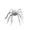 Graceful grey spider with thin legs, Halloween illustration