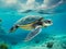 Graceful Guardians: Mesmerizing Turtle Pictures in the Sea for Marine Life Enthusiasts