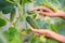 Graceful hands hold a green cucumber that grows on a branch in a greenhouse.