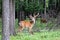 Graceful handsome spotted deer