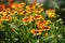 Graceful heleniums soak up late summer rays