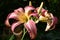 Graceful hemerocallis. Morning lighting.