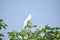 Graceful Heron on Lush Greenery