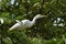 Graceful Heron: Serenity and Beauty in Nature