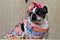 A graceful hillbilly French bulldog in a dress and bow on her head